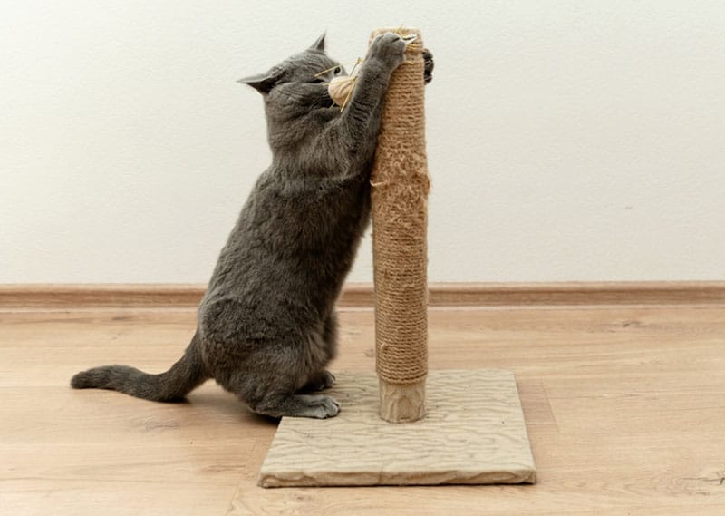 cat playing on a toy attached to the scratching post