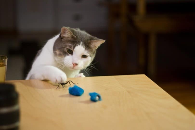 cat playing toys