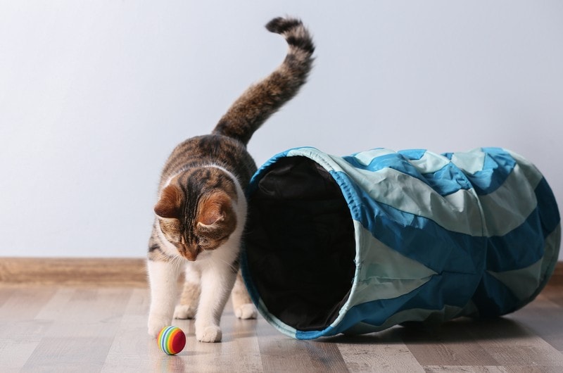 cat playing with a ball and a tunnel at home