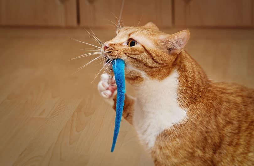 cat playing with a toy