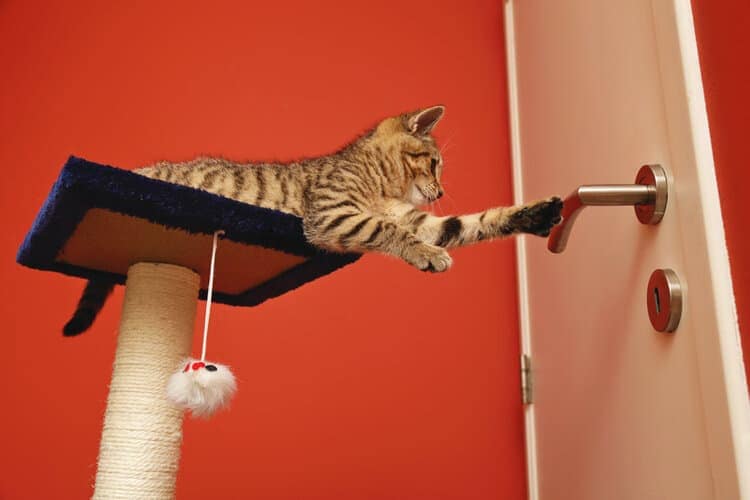 cat playing with door handles