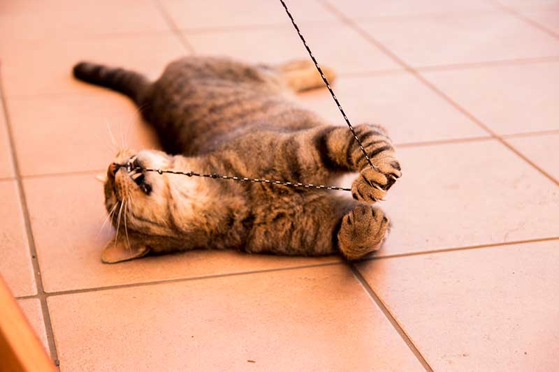 cat playing with string