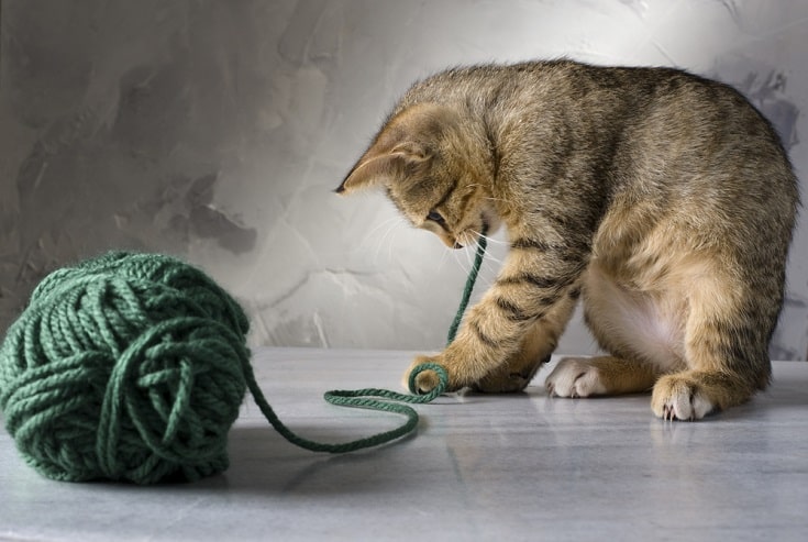cat playing with strings_Shutterstock_Noam Armonn