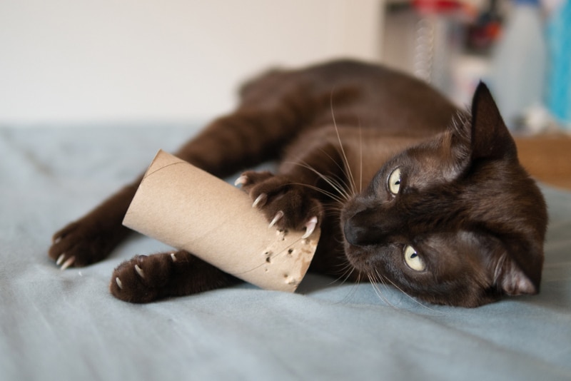 cat playing with toiler paper roll