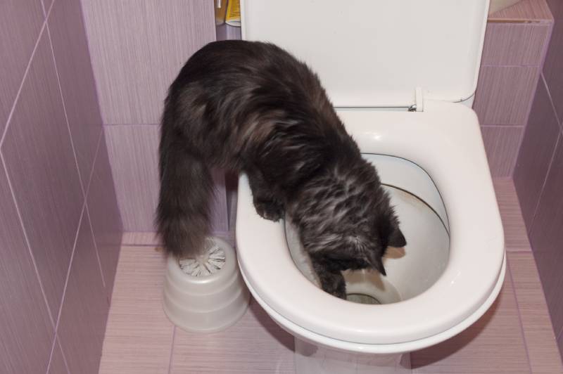 cat playing with water in the toilet bowl