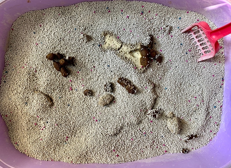 cat poop in litter box