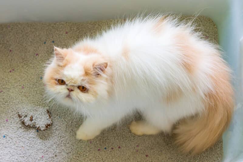 cat pooping in the litter box