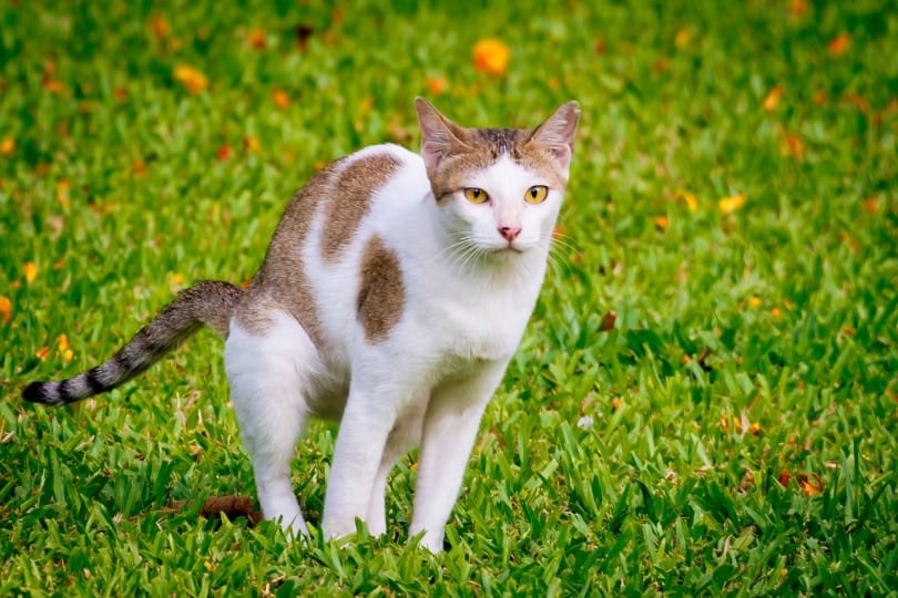 is cat poop good fertilizer for flowers
