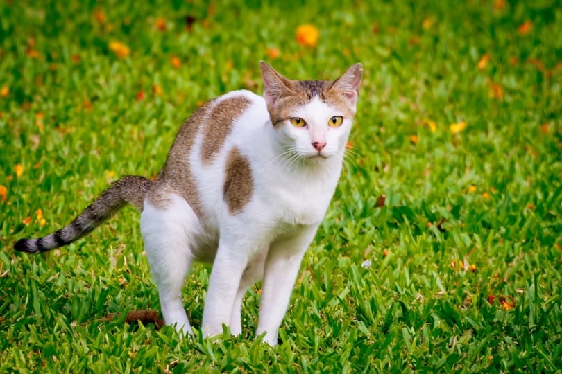 cat pooping on the grass