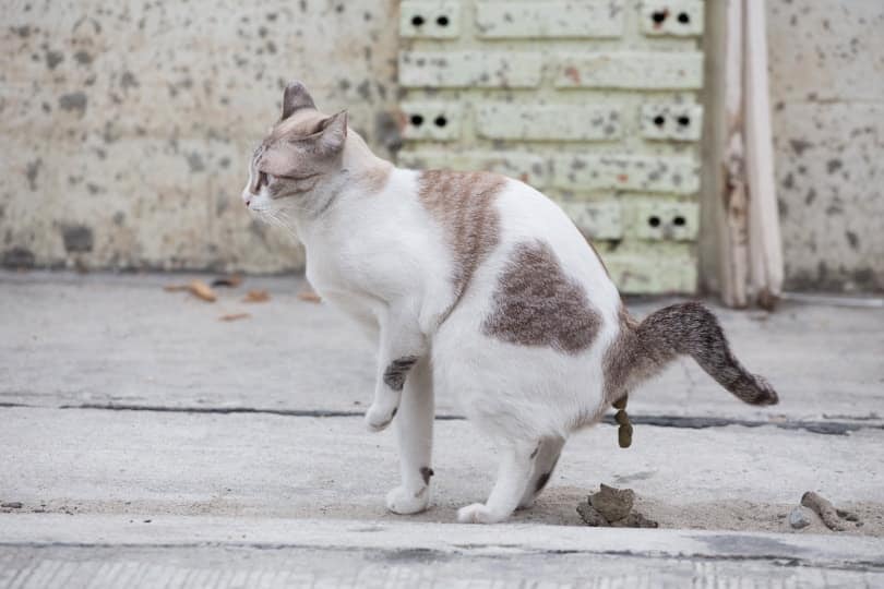 cat pooping on the street