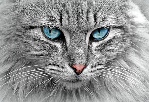 cat portrait with guard fur