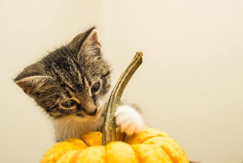 cat pumpkin