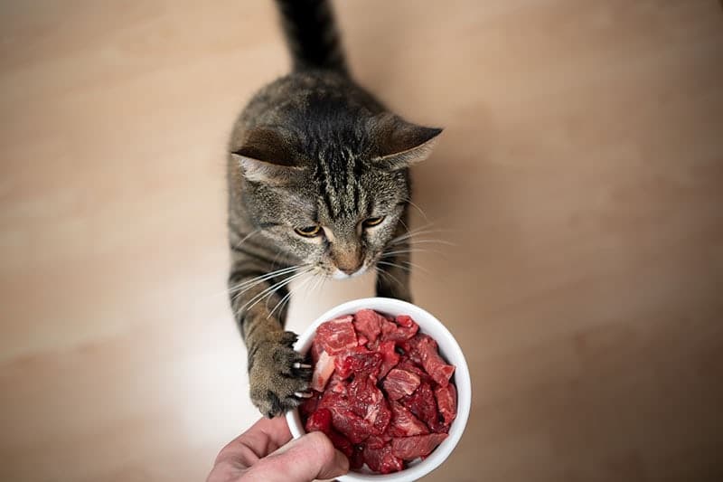 cat reaching dish with raw meat