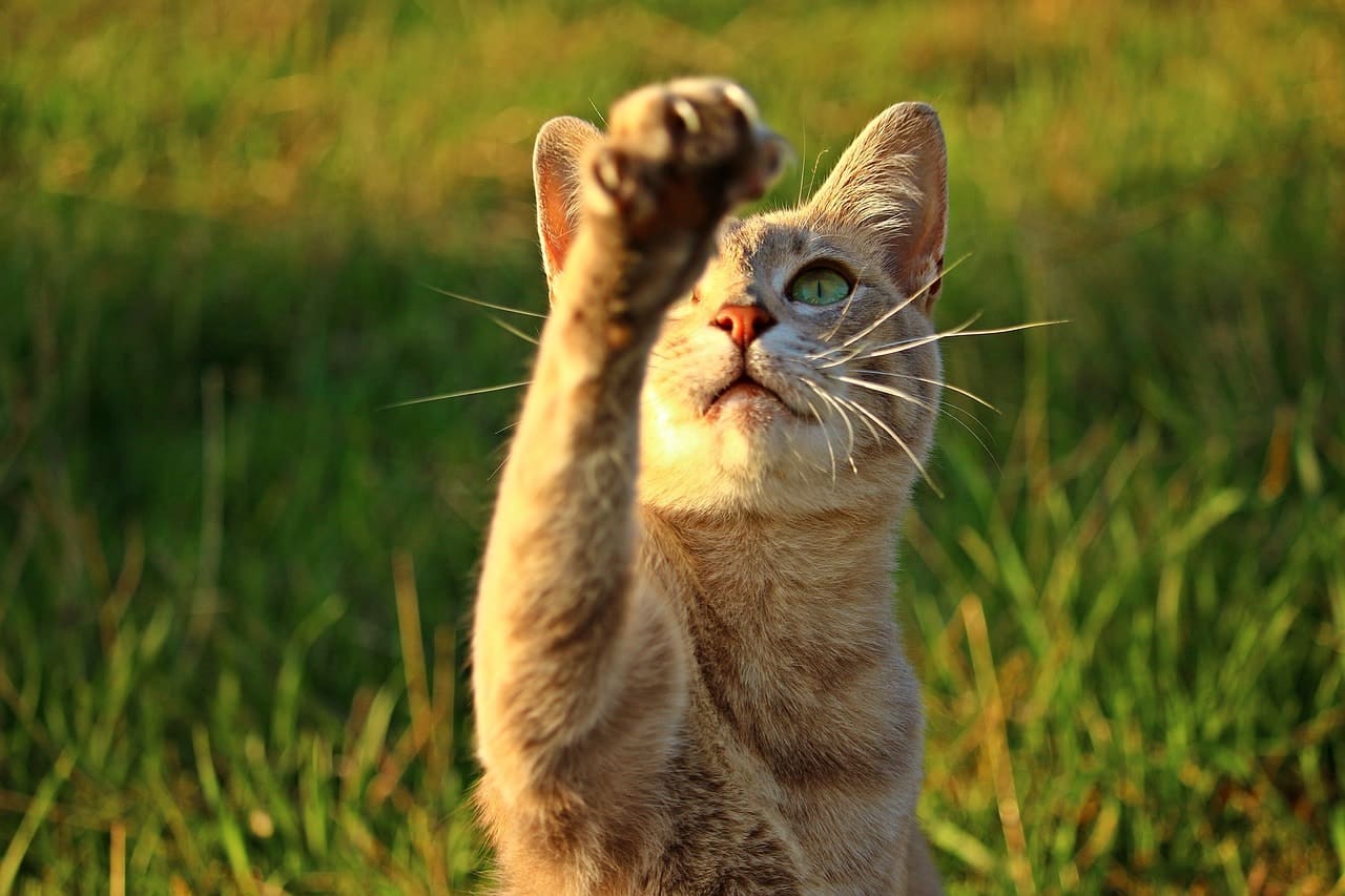 cat reaching its paw out