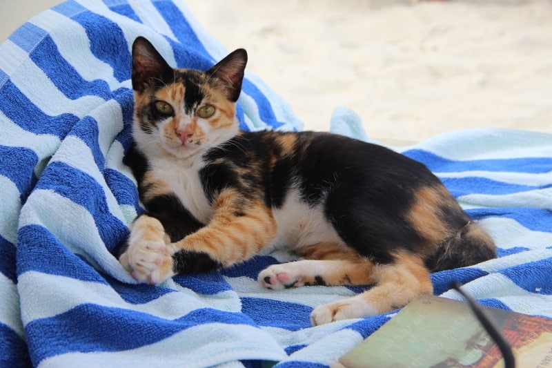 cat resting in the beach