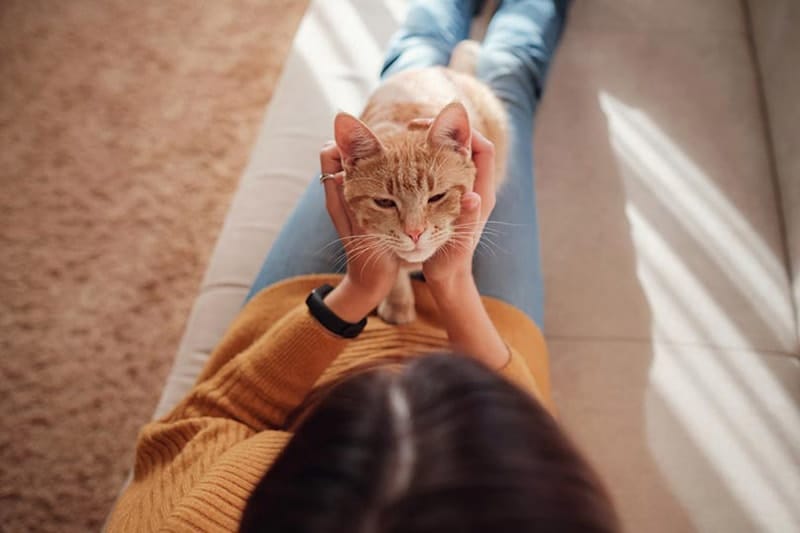 cat resting with owner on sofa at home