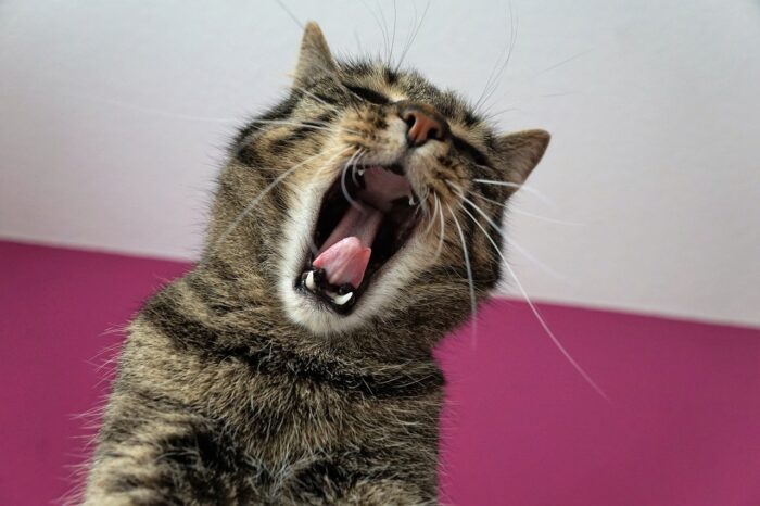 Purrs Versus Roars: The Secret Reason Why Cats Who Purr Can Never Roar -  CatTime