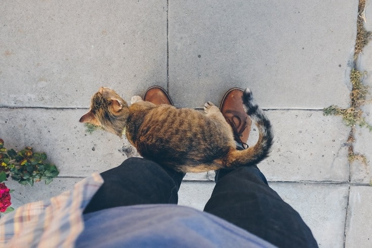 cat-rubbing-against-owner