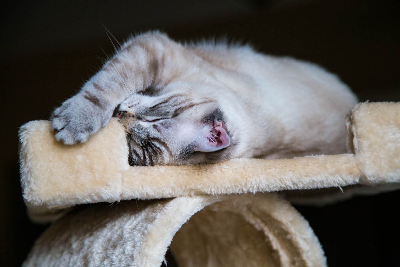 cat rubbing face on cat tower