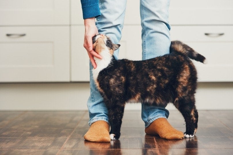 cat rubbing its head against the owner's legs