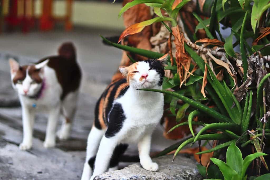 Do Feral Cats Meow? The Surprising Answer Explained Catster