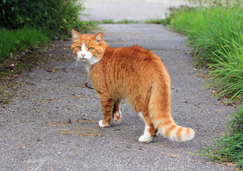 cat running away from home