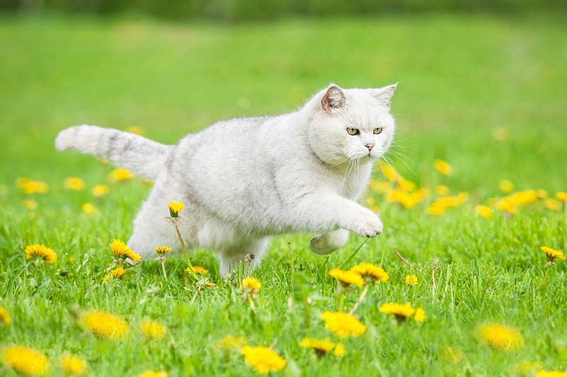 cat running in the field