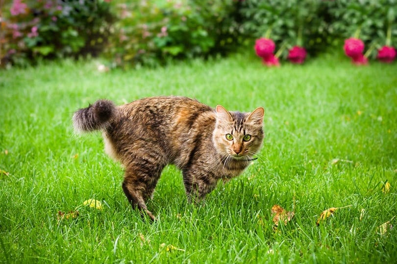 cat running on green grass
