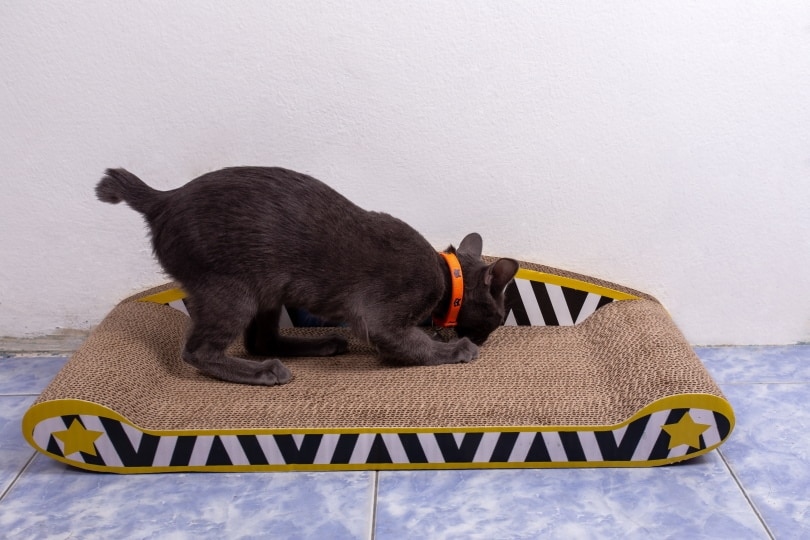 cat scratcher_Boonlert Saikrajang_Shutterstock