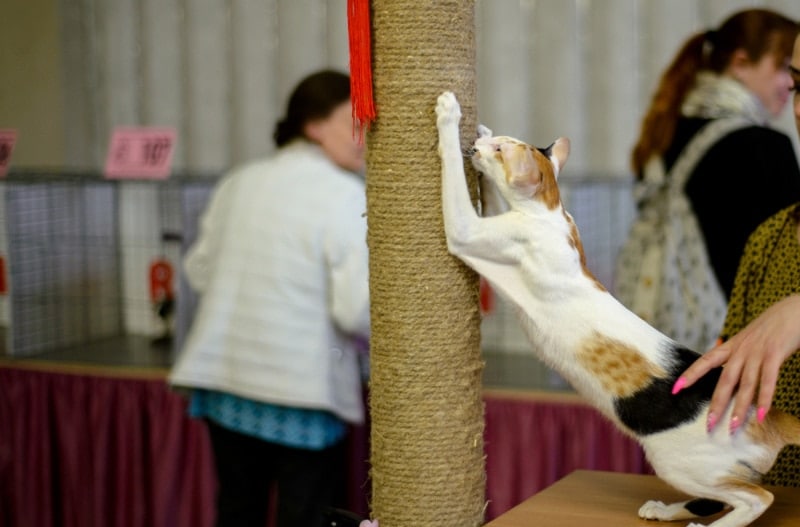 cat-scratching-a-scratching-post