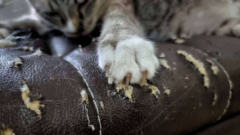 cat scratching leather furniture