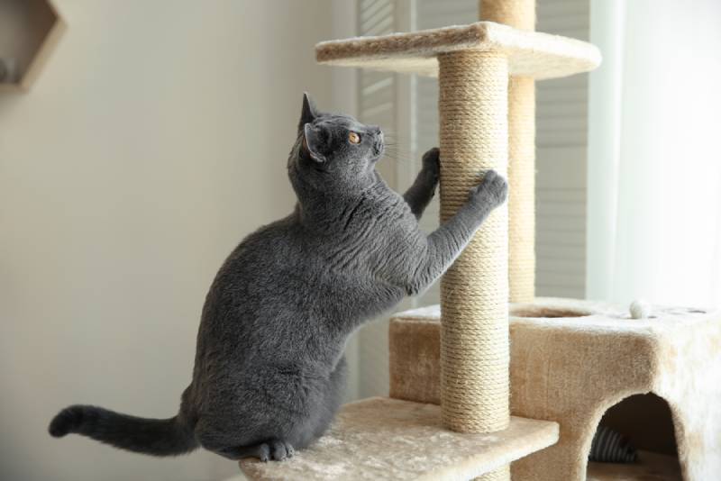 cat scratching on a cat tree
