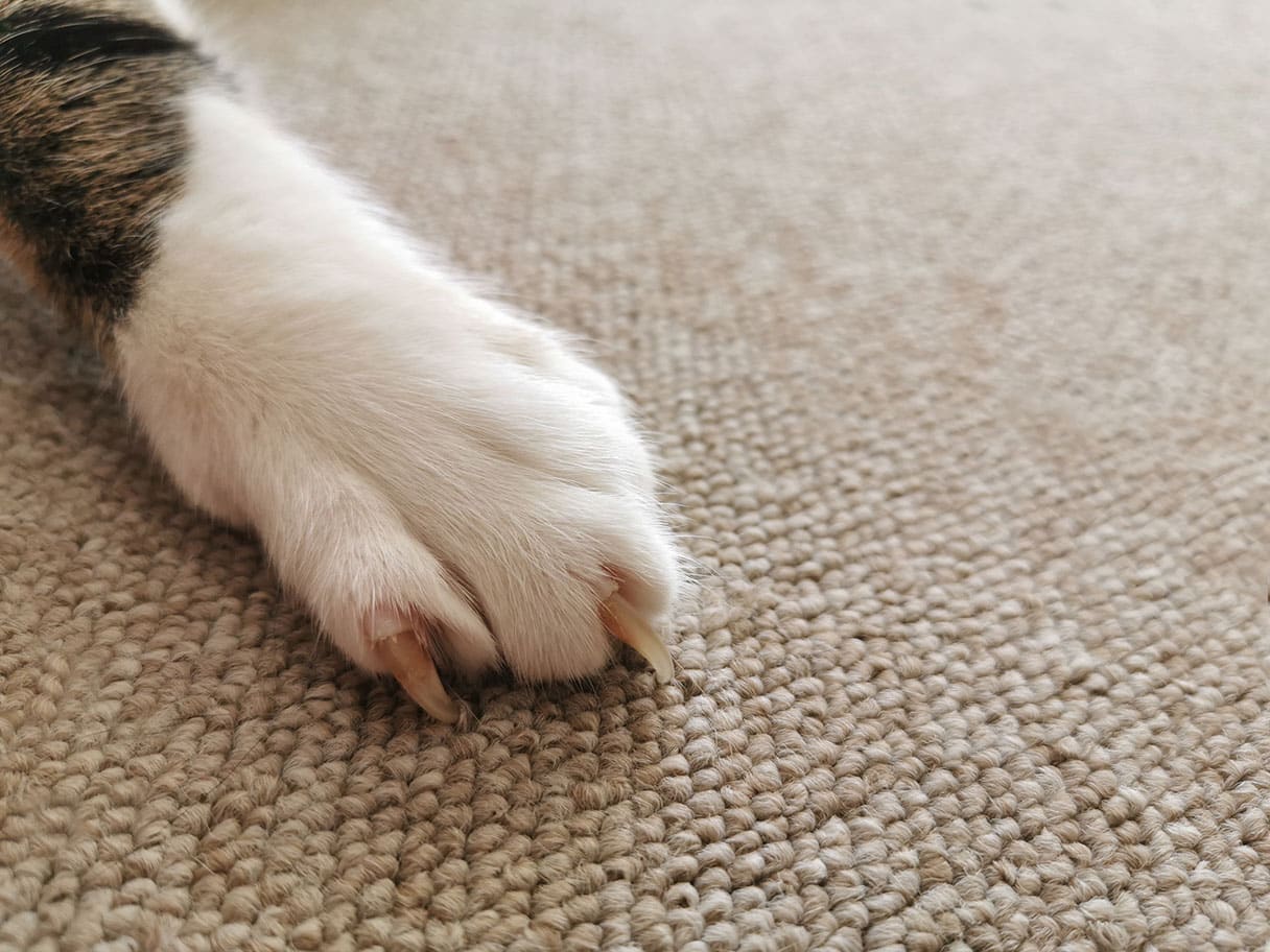 cat scratching the carpet