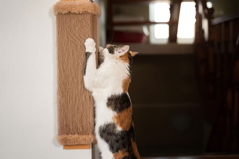 cat scratching the wall mounted scratcher