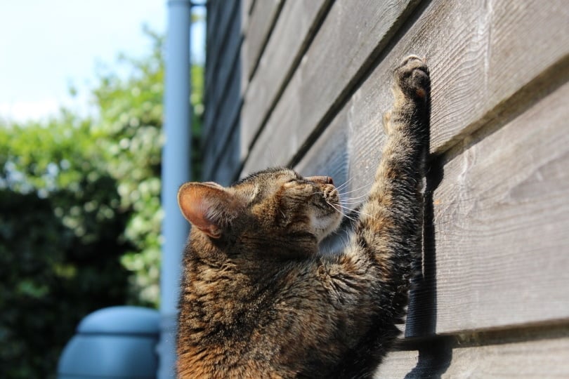 cat scratching_Xandra Luijks_Pixabay