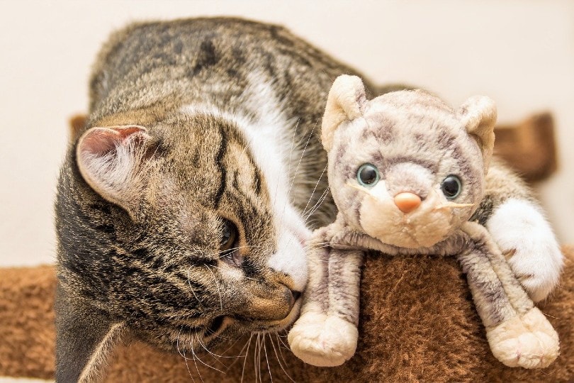cat showing its toy