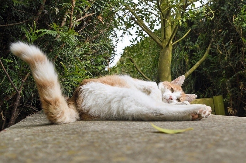 cat showing tail lying down
