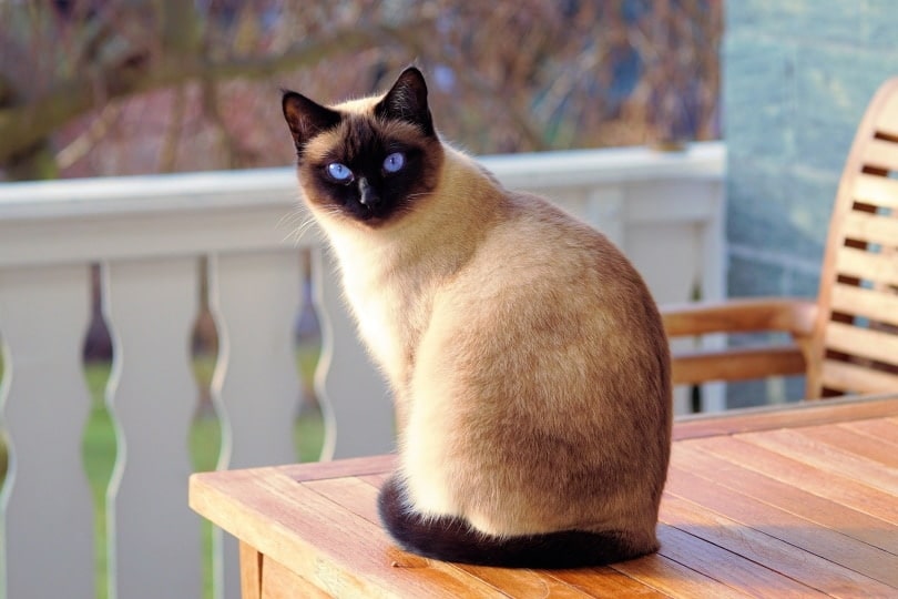 siamese cat sitting on a table