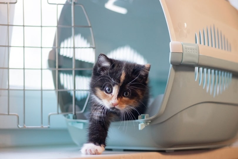 cat sits in a carrier