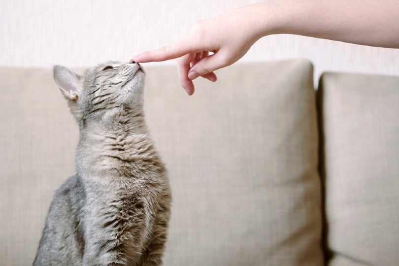 cat sits on a sofa and sniffs owner finger