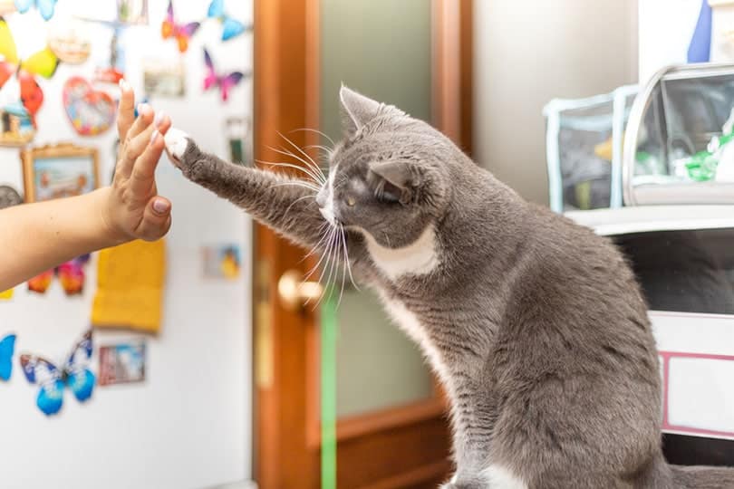cat sits on the table and gives her owner a high five paw