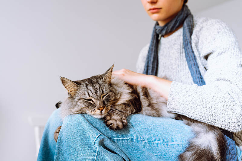 cat sitter petting a cat on her lap