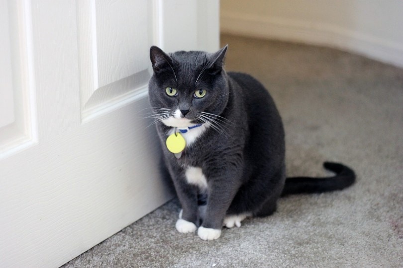 cat sitting by the door