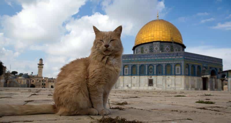 cat sitting in front of Temple Mountain in Jerusalem