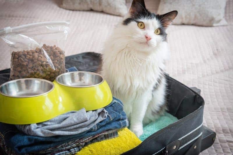 cat sitting in suitcase travel