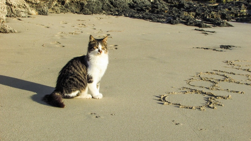 cat sitting in the sand