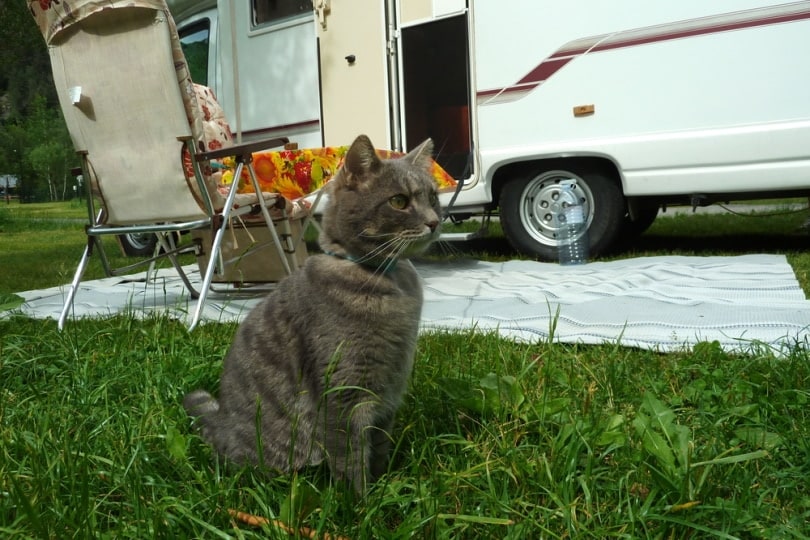 cat sitting in the grass near RV