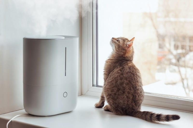 cat sitting near humidifier