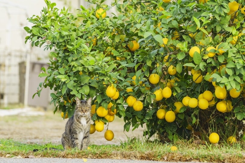 cat sitting near lemon tree