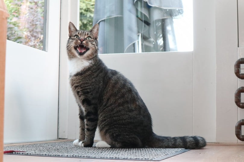 cat sitting near the door